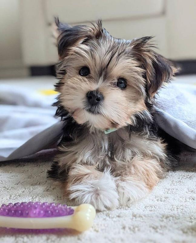Lovely MORKIE Puppies available for Adoption 💕Delivery Available🌎 Image eClassifieds4u
