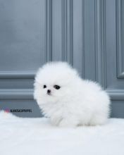 Outstanding Teacup Pomeranian Puppies Available 💕Delivery Available🌎 Image eClassifieds4U