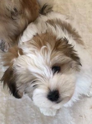 Male and Female Havanese Puppies Available 💕Delivery Available🌎 Image eClassifieds4u