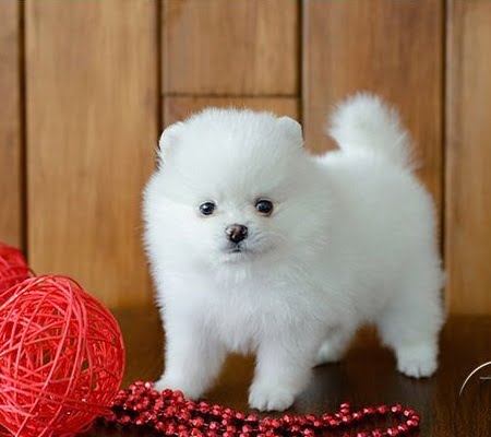 Outstanding Teacup Pomeranian Puppies Available 💕Delivery Available🌎 Image eClassifieds4u