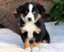 Excellent Australian Shepherd puppies Available 💕Delivery Available🌎