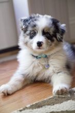 Australian Shepherd Puppies Available 💕Delivery Available🌎 Image eClassifieds4U