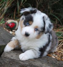 Excellent Australian Shepherd puppies Available 💕Delivery Available🌎 Image eClassifieds4U