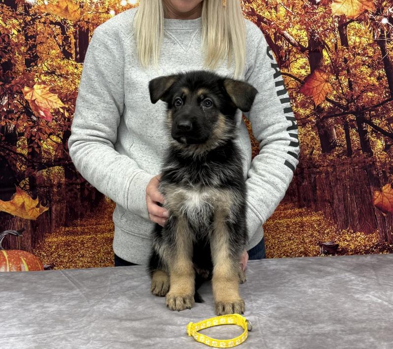 Outstanding German Shepherd puppies Available 💕Delivery Available🌎 Image eClassifieds4u