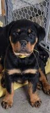 Registered Rottweiler Puppies Available 💕Delivery Available🌎
