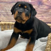 Registered Rottweiler Puppies Available 💕Delivery Available🌎