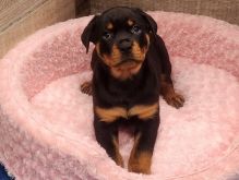 Registered Rottweiler Puppies Available 💕Delivery Available🌎