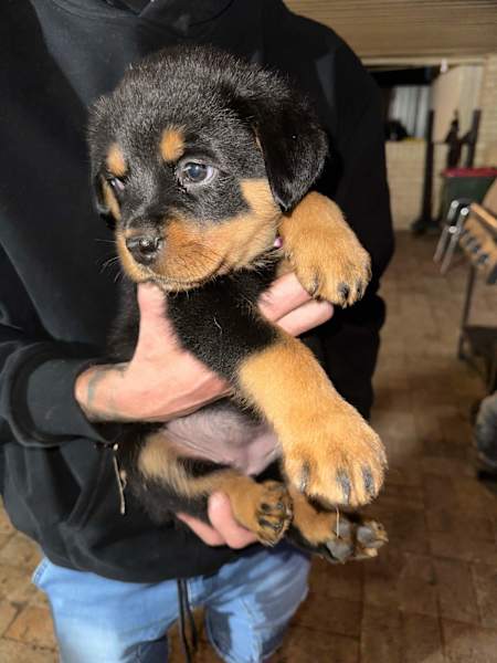 Registered Rottweiler Puppies Available 💕Delivery Available🌎 Image eClassifieds4u