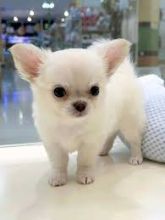 Cute Chihuahua Puppies Available 💕Delivery Available🌎