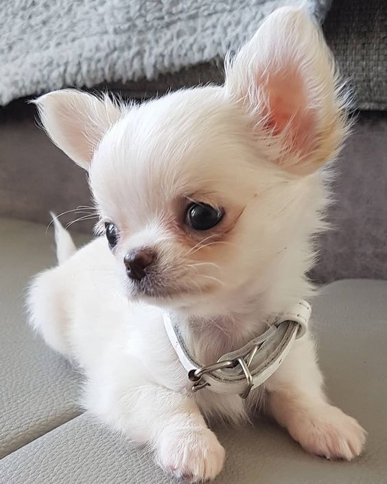 Cute Chihuahua Puppies Available 💕Delivery Available🌎 Image eClassifieds4u