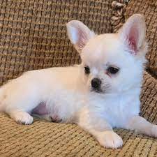 Cute Chihuahua Puppies Available 💕Delivery Available🌎 Image eClassifieds4u