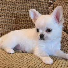 Cute Chihuahua Puppies Available 💕Delivery Available🌎 Image eClassifieds4U