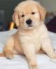 Adorable male and female Golden Retriever puppies for adoption