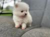 Beautiful White Tea-Cup male and female Pomeranian puppies for adoption