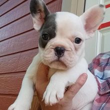 Male and Female French Bulldog Puppies available 💕Delivery Available🌎