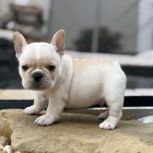 Male and Female French Bulldog Puppies available 💕Delivery Available🌎