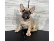 Male and Female French Bulldog Puppies available 💕Delivery Available🌎