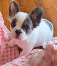 Male and Female French Bulldog Puppies available 💕Delivery Available🌎