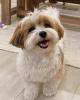 Fantastic Male and Female Havanese Puppies for Adoption Image eClassifieds4u