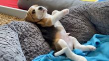 Affectionate Male and Female Beagle Puppies available 💕Delivery Available🌎 Image eClassifieds4U