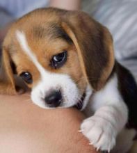 Affectionate Male and Female Beagle Puppies available 💕Delivery Available🌎 Image eClassifieds4U