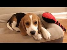 Affectionate Male and Female Beagle Puppies available 💕Delivery Available🌎 Image eClassifieds4U