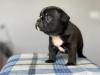 Home Trained male and female French bulldog puppies for adoption Image eClassifieds4u 1