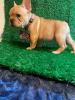 Home Trained male and female French bulldog puppies for adoption Image eClassifieds4u 2