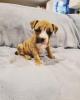 Stuning male and female Pitbull puppies for adoption. Image eClassifieds4U