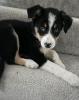 Trained male and female Border Collie puppies for adoption near me Image eClassifieds4U