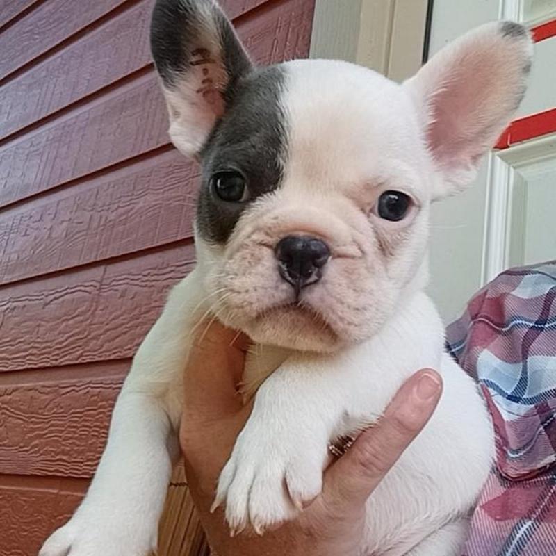 Male and Female French Bulldog Puppies available 💕Delivery Available🌎 Image eClassifieds4u