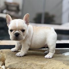 Male and Female French Bulldog Puppies available 💕Delivery Available🌎 Image eClassifieds4u