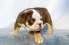 Sweet male and female English bulldog puppies for adoption Image eClassifieds4U