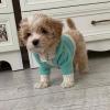 Quality male and female Maltipoo puppies for adoption Image eClassifieds4U