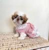 Goegeous male and female Shih Tzu puppies for adoption Image eClassifieds4u