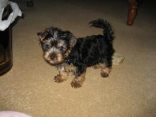 🥰Adorable Yorkieshire Terrier Puppies For Adoption