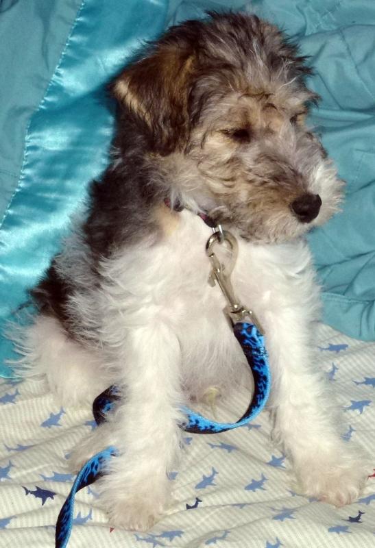 cute and healthy wire fox terrier puppy for adoption😍💞💞 Image eClassifieds4u