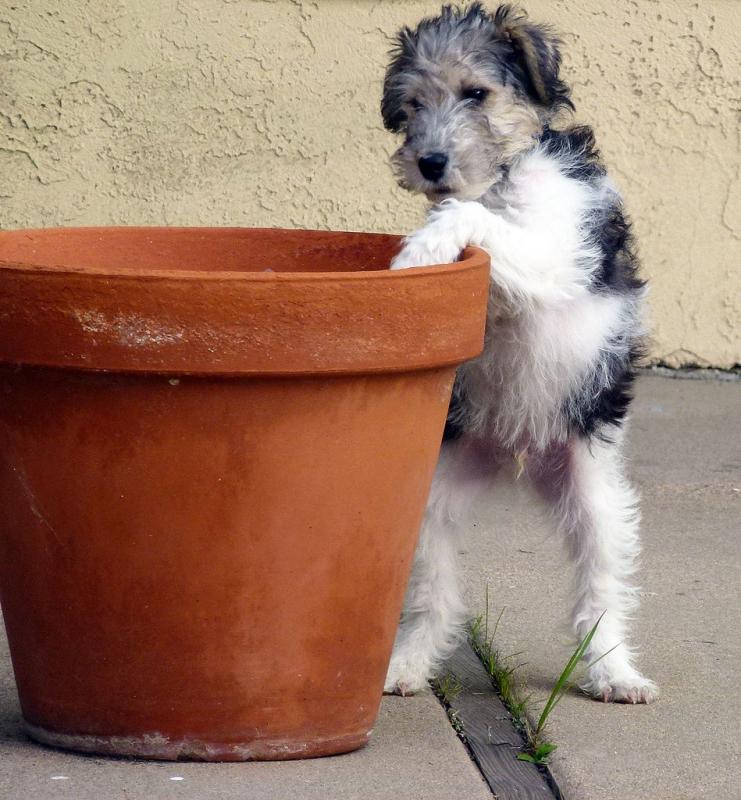 cute and healthy wire fox terrier puppy for adoption😍💞💞 Image eClassifieds4u