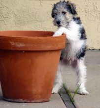 cute and healthy wire fox terrier puppy for adoption😍💞💞 Image eClassifieds4U