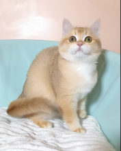 Super-Cute British Shorthair kittens for adoption