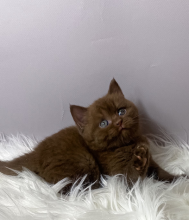 Super-Cute British Shorthair kittens for adoption