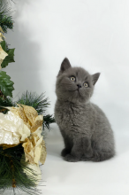 Super-Cute British Shorthair kittens for adoption