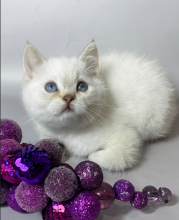 Super-Cute British Shorthair kittens for adoption