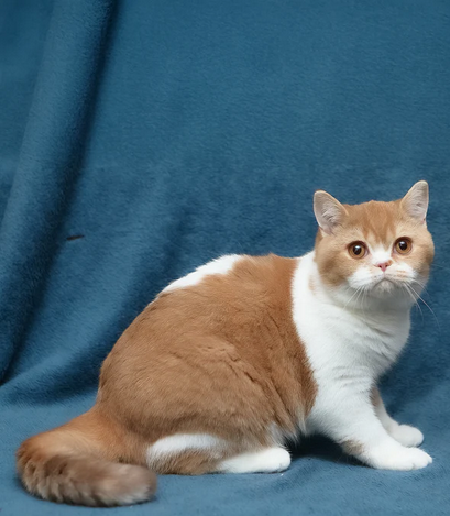 Super-Cute British Shorthair kittens for adoption Image eClassifieds4u