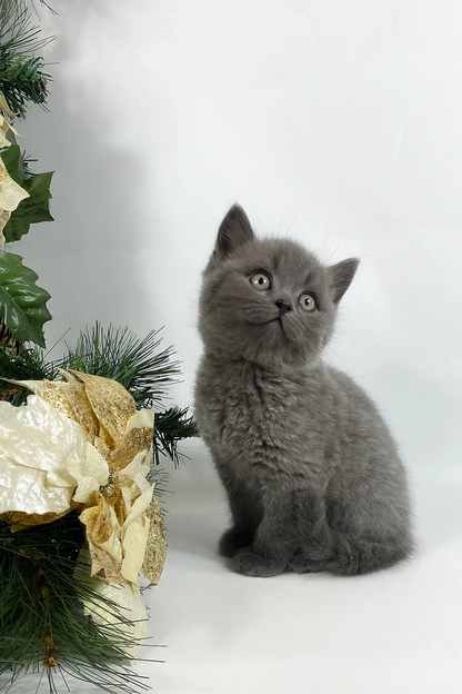 Super-Cute British Shorthair kittens for adoption Image eClassifieds4u