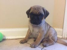 Exceptional PUG PUPPIES Available For Re--Homing (URGENTLY)