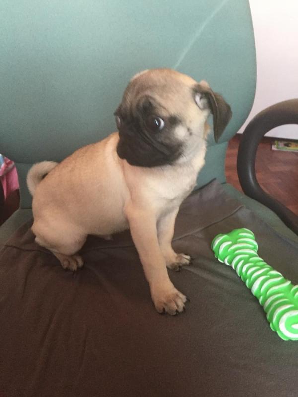 Exceptional PUG PUPPIES Available For Re--Homing (URGENTLY) Image eClassifieds4u