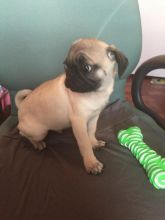 Exceptional PUG PUPPIES Available For Re--Homing (URGENTLY) Image eClassifieds4U