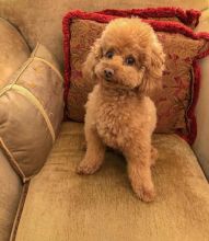 SWEET STANDARD/TOY POODLE PUPPIES AVAILABLE. ( malingenfelter25@gmail.com ) Image eClassifieds4U