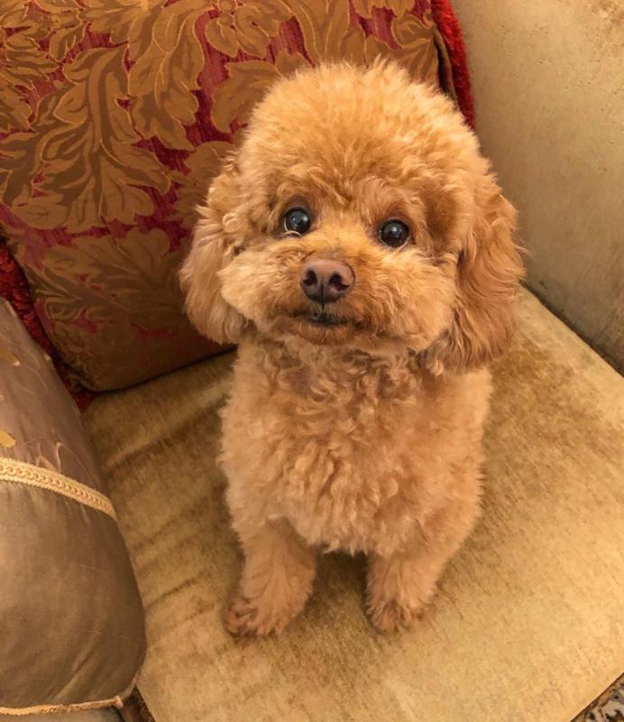 SWEET STANDARD/TOY POODLE PUPPIES AVAILABLE. ( malingenfelter25@gmail.com ) Image eClassifieds4u